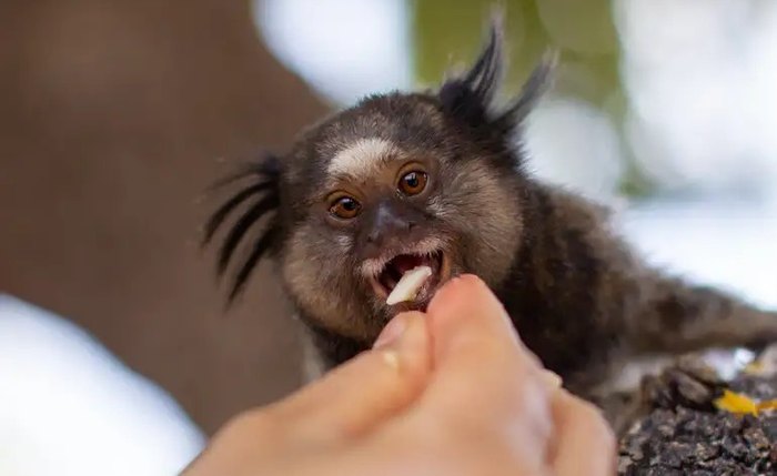 IMA e Sesau alertam para riscos do contato com saguis IMA e Sesau alertam para riscos do contato com saguis