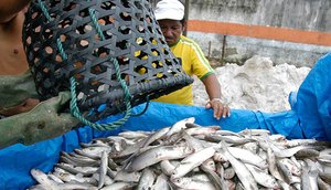 pesca