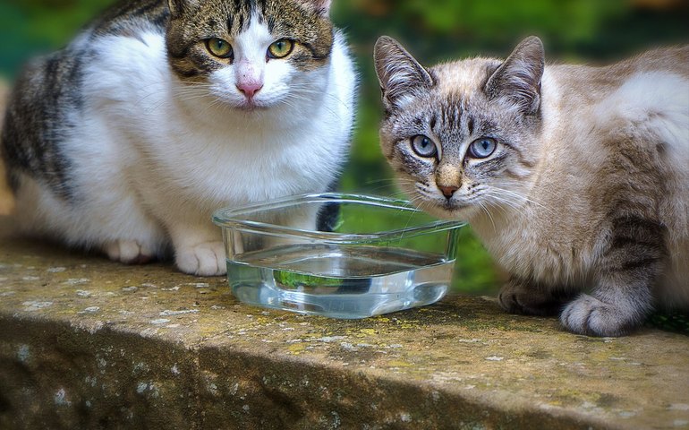 Gatos conquistam espaço nos lares brasileiros      Estudo aponta aumento na população felina e especialistas orientam sobre cuidados essenciais      Texto: Sérgio Dias   Fotos: Pixabay      O crescimento da população de gatos no Brasil reflete uma mudança