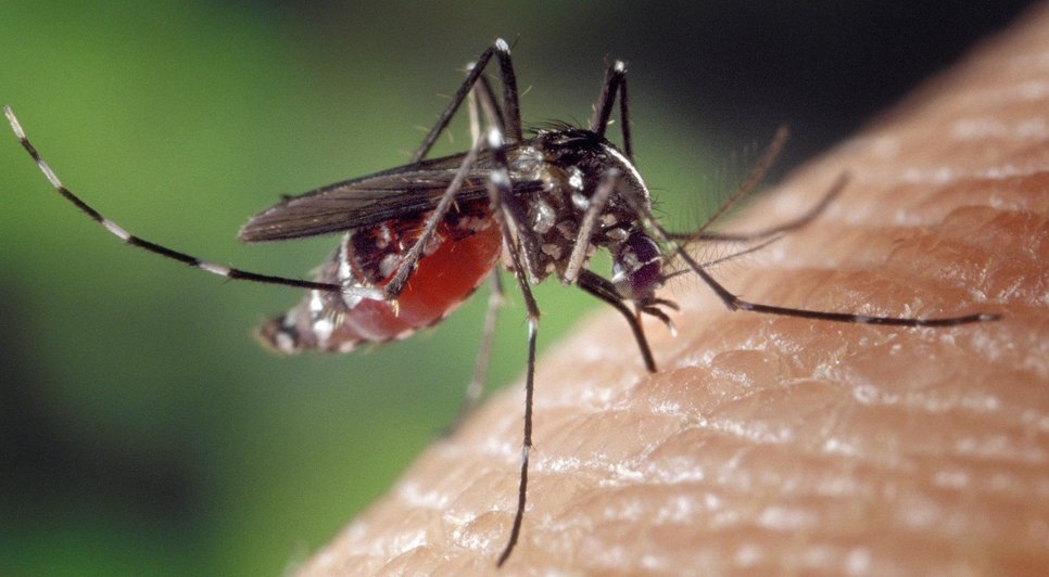 Adolescente morre vítima de Chikungunya em Aracaju