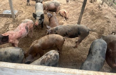 Risco à saúde, pocilgas clandestinas são notificadas por fiscais da Vigilância Sanitária