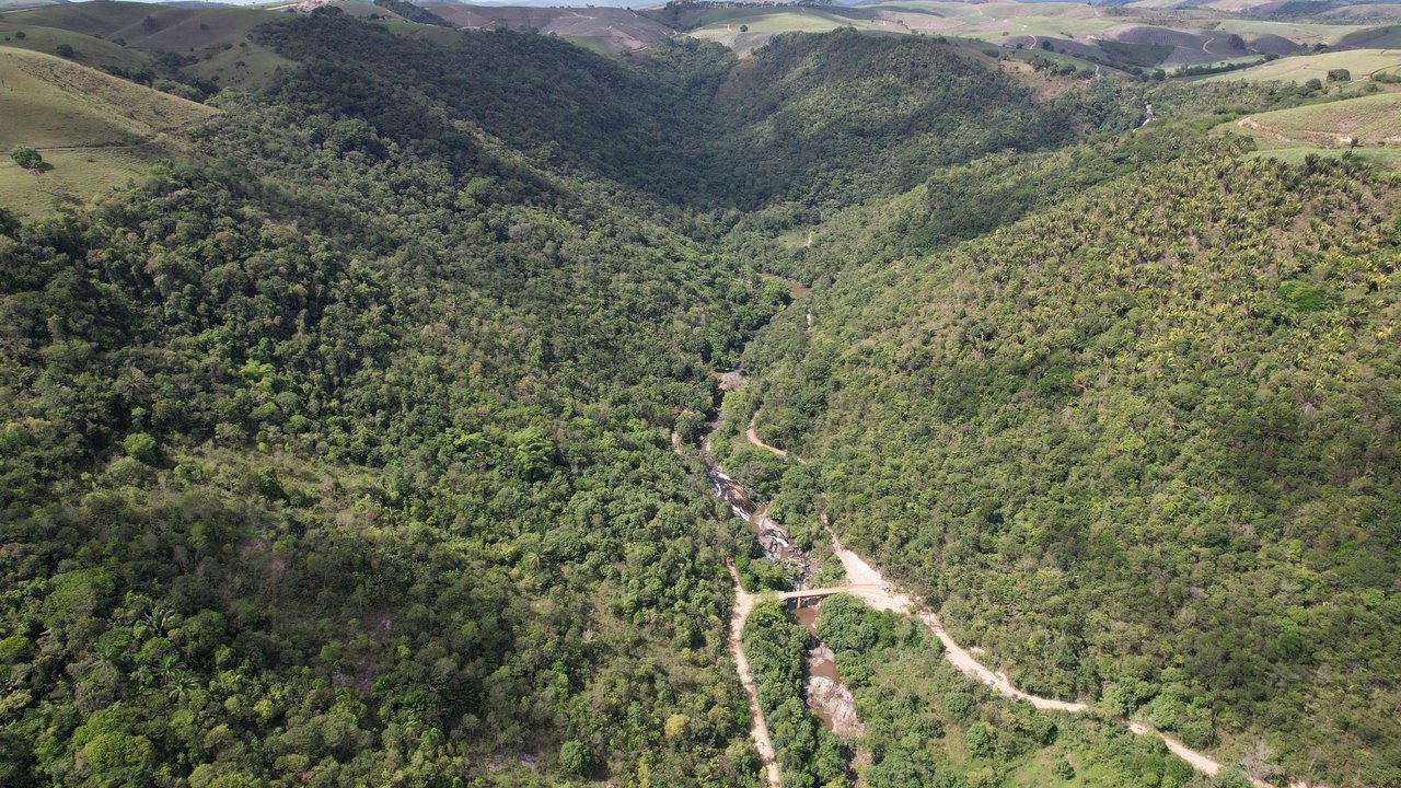No Dia Internacional das Florestas, conheça o trabalho do IMA na proteção da vegetação nativa