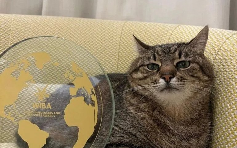 Stepan, gato influenciador ucraniano, recebe prêmio em Cannes