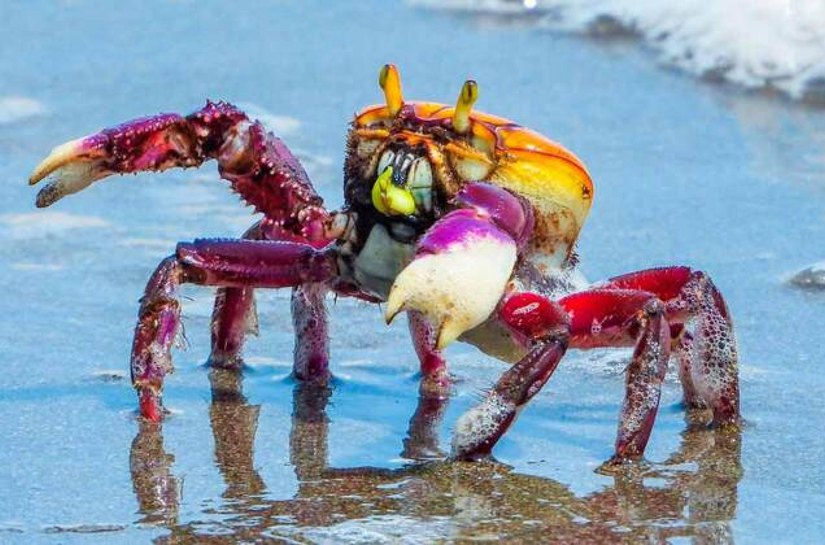 Caranguejo-uçá: IMA/AL alerta sobre o período de defeso em Alagoas