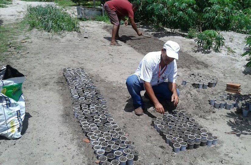 Secretaria de Agricultura de Penedo cultiva Crotalária para combater o mosquito Aedes Aegypti