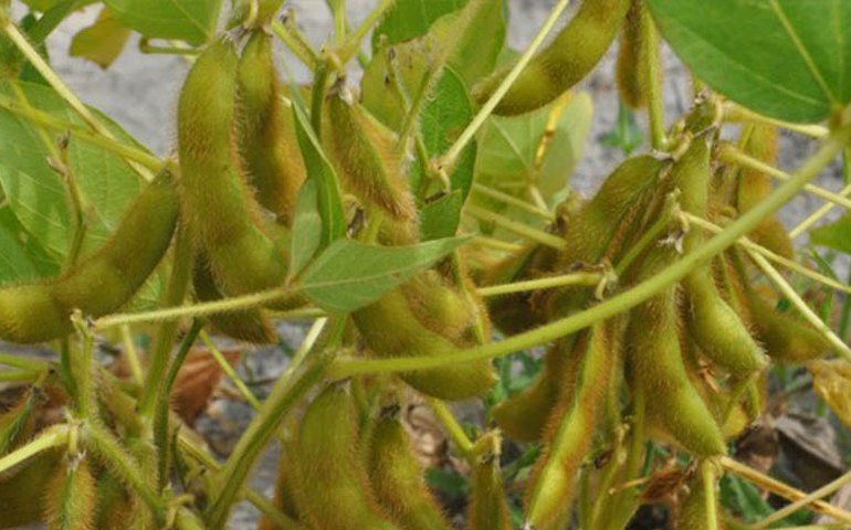 173 presos provisórios poderão votar em Alagoas