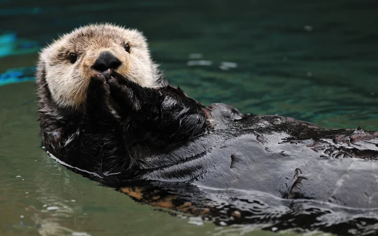 Zoológico de Moscou destaca treinamento e comportamento de lontra fêmea