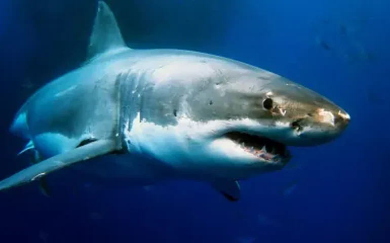 Mais de 70 tubarões são avistados no arquipélago de Alcatrazes, em SP