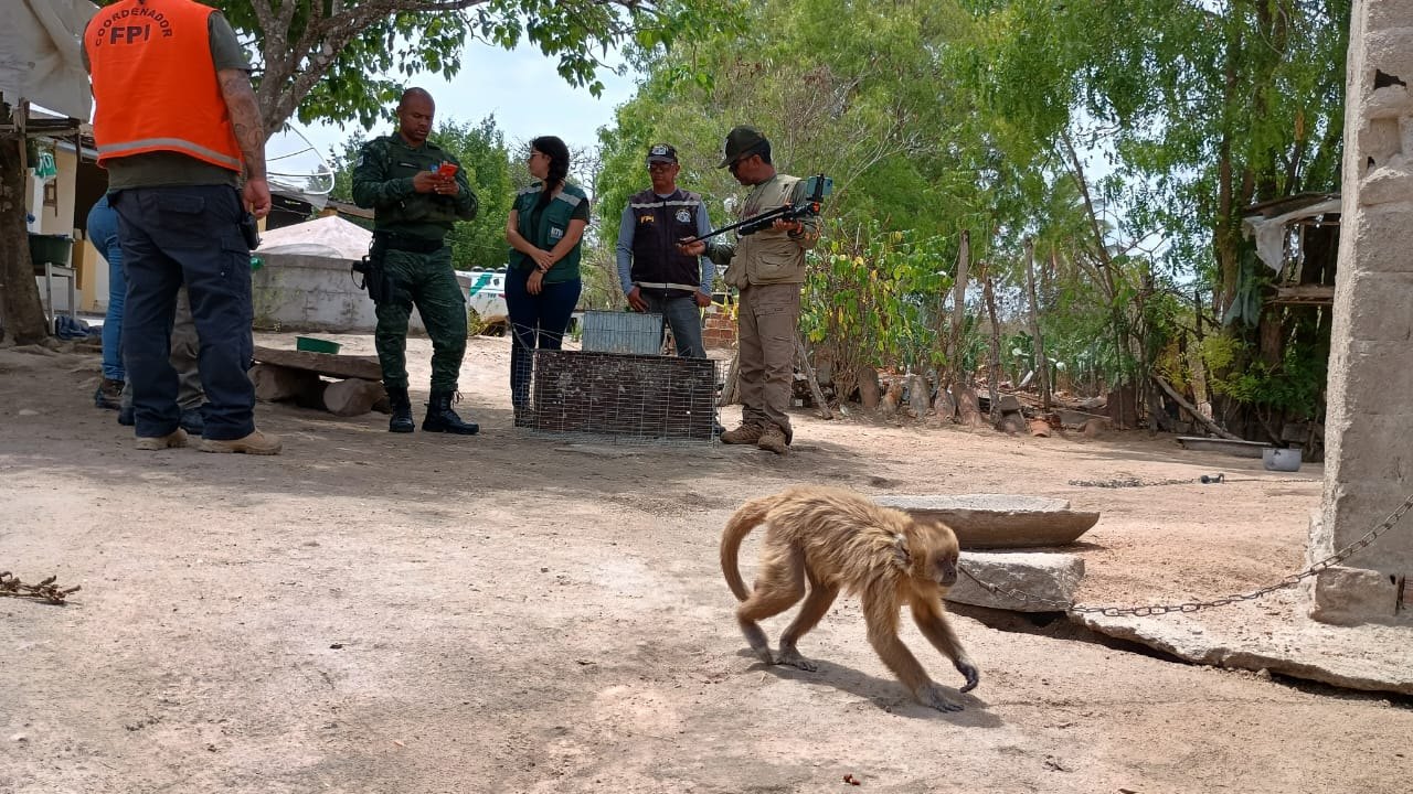 MPAL avança com Plano de Ação Estadual para proteção do Macaco-prego-galego