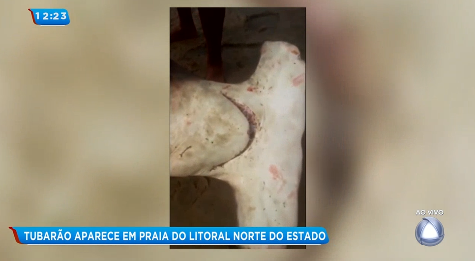 tubarão pirambu