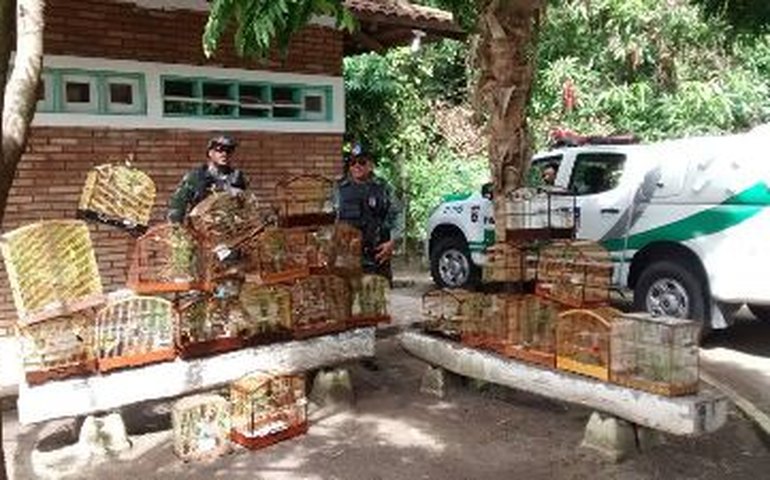 BPA desarticula rinha de pássaros no município do Pilar