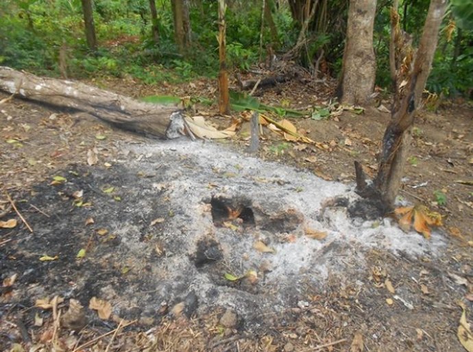 IMA monitora focos de queimadas nas APAs de Murici e Pratagy