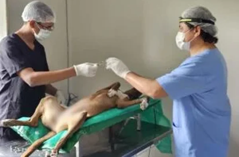 Santana do Ipanema lança Programa Municipal de Castração de Cães