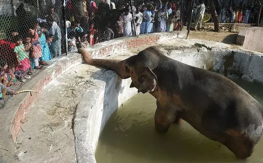 Antigo zoológico no Paquistão se transforma em 'centro de reabilitação' para salvar animais maltratados
