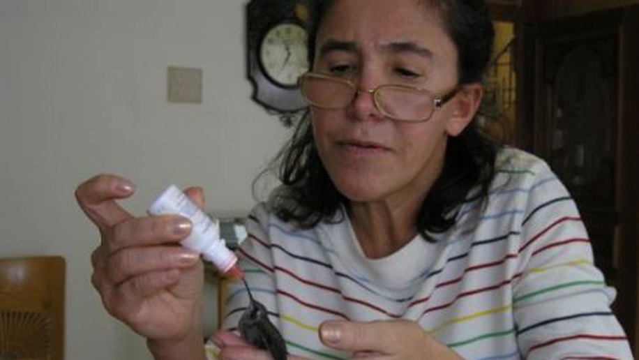 'Dona Florinda' cuida de filhote de beija-flor que caiu do ninho