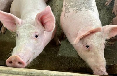 Secretaria de Agricultura prorroga vacinação contra Peste Suína Clássica até 22 de dezembro