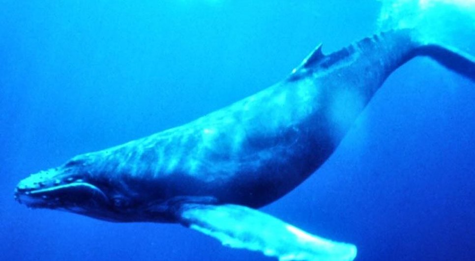baleia azul