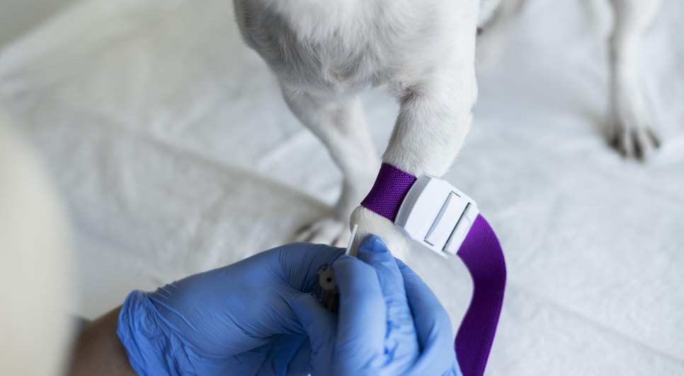 Campanha oferta vacinação antirrábica gratuita para animais em Aracaju neste sábado; confira locais