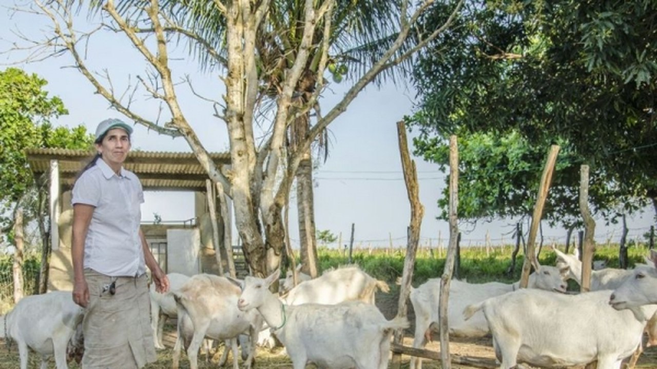 Governo do Estado incentiva cadeia produtiva de caprinocultura