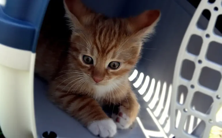 Entenda como os gatos expressam o luto pela perda de outro pet da casa