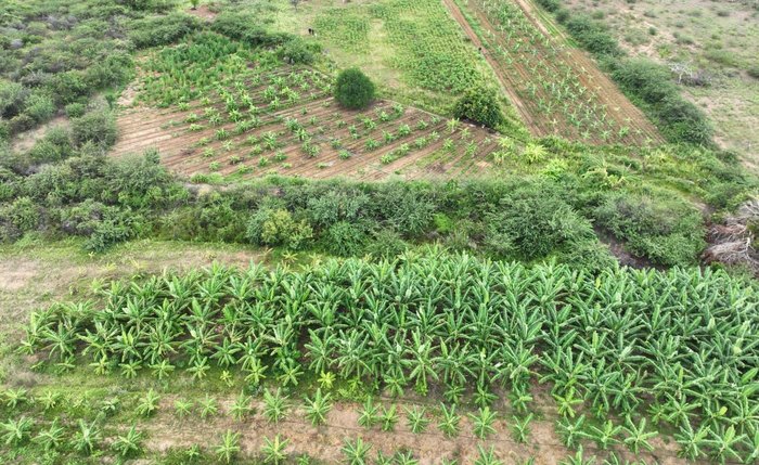 Plantação de maconha