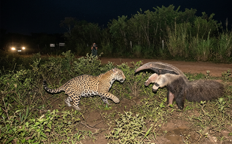 Vídeo registra raro confronto entre onça-pintada e tamanduá no Pantanal