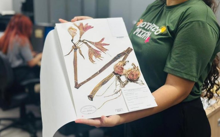 Herbário do IMA realiza mostra interativa sobre protagonismo feminino na botânica
