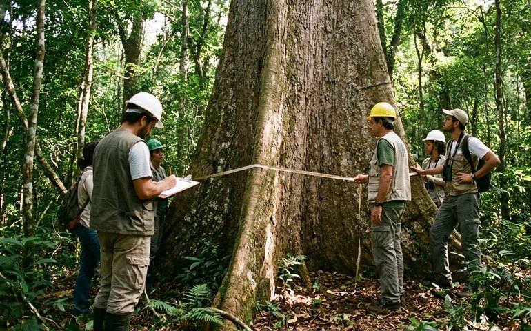 Pesquisadores descobrem um dos maiores exemplares de pau-brasil do Rio no Parque Estadual da Pedra Branca