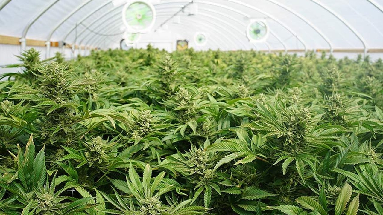 Audiência pública expõe divergências sobre uso medicinal da Cannabis