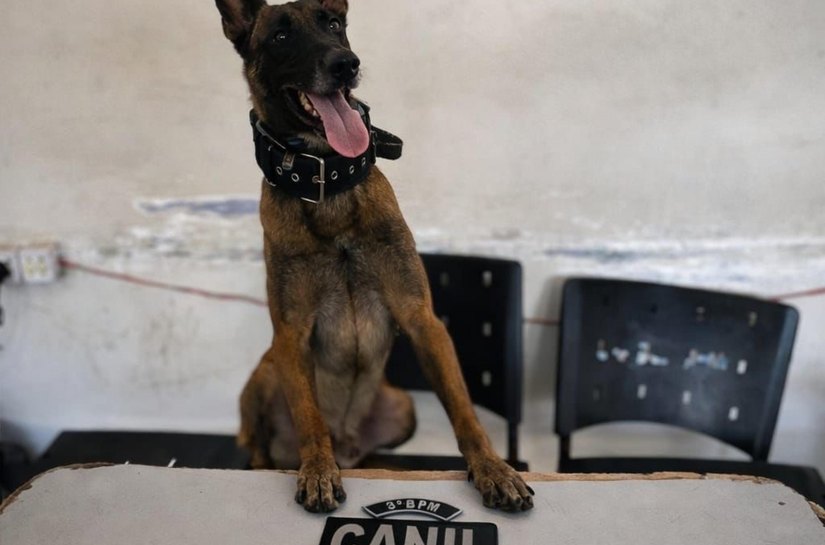 Polícia Militar efetua prisões por roubo e tráfico no interior de Alagoas