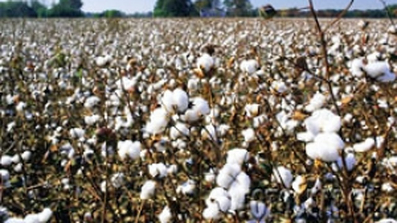 Tocantins poderá plantar algodão transgênico
