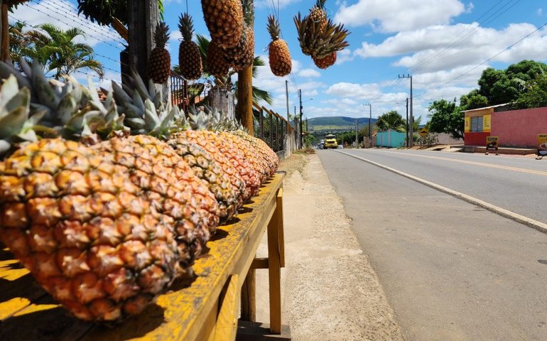 1° Festival do Abacaxi valoriza produtores e promove impulsionamento da economia local