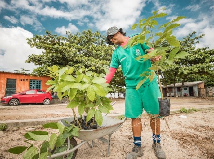 Segurança Cidadã alerta para furtos de plantas em espaços públicos