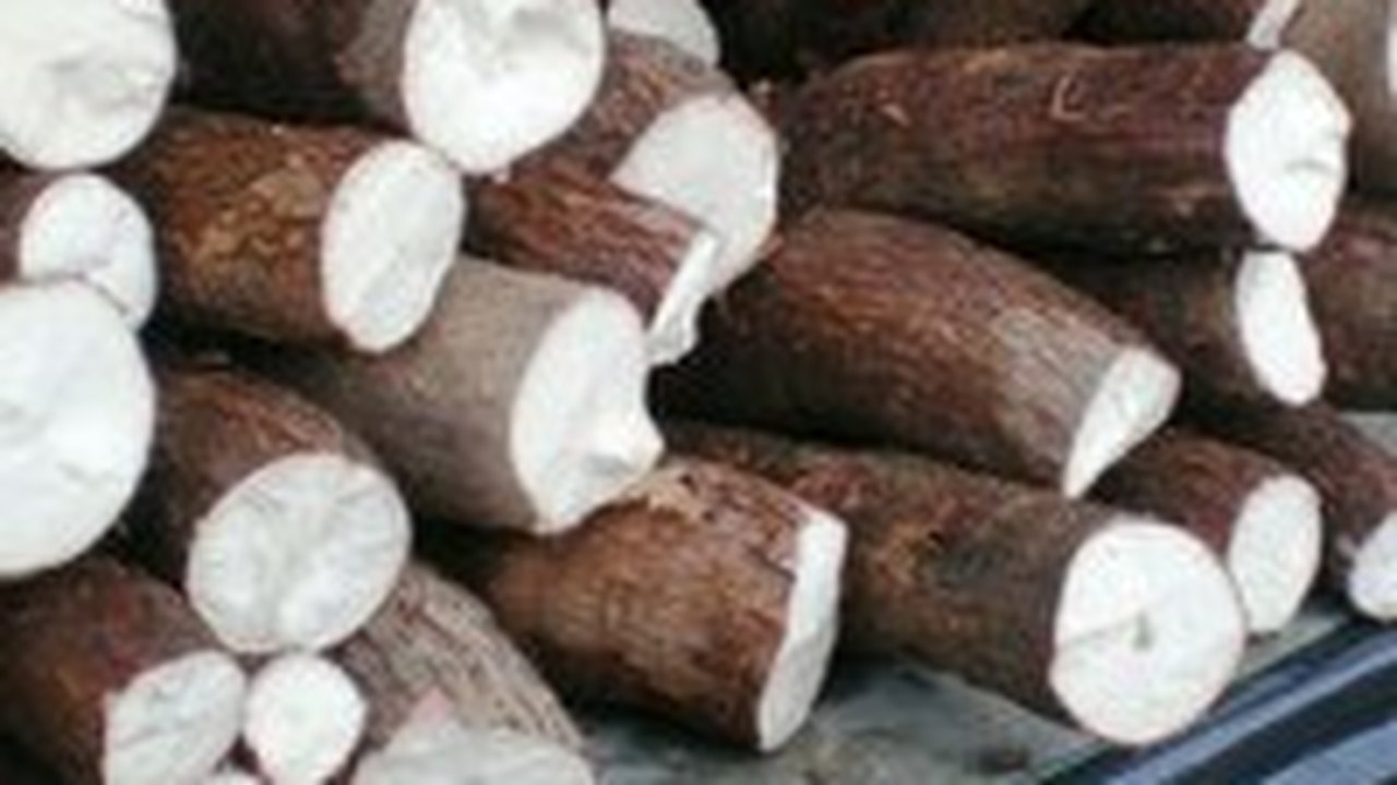 APL Mandioca realiza reunião de planejamento
