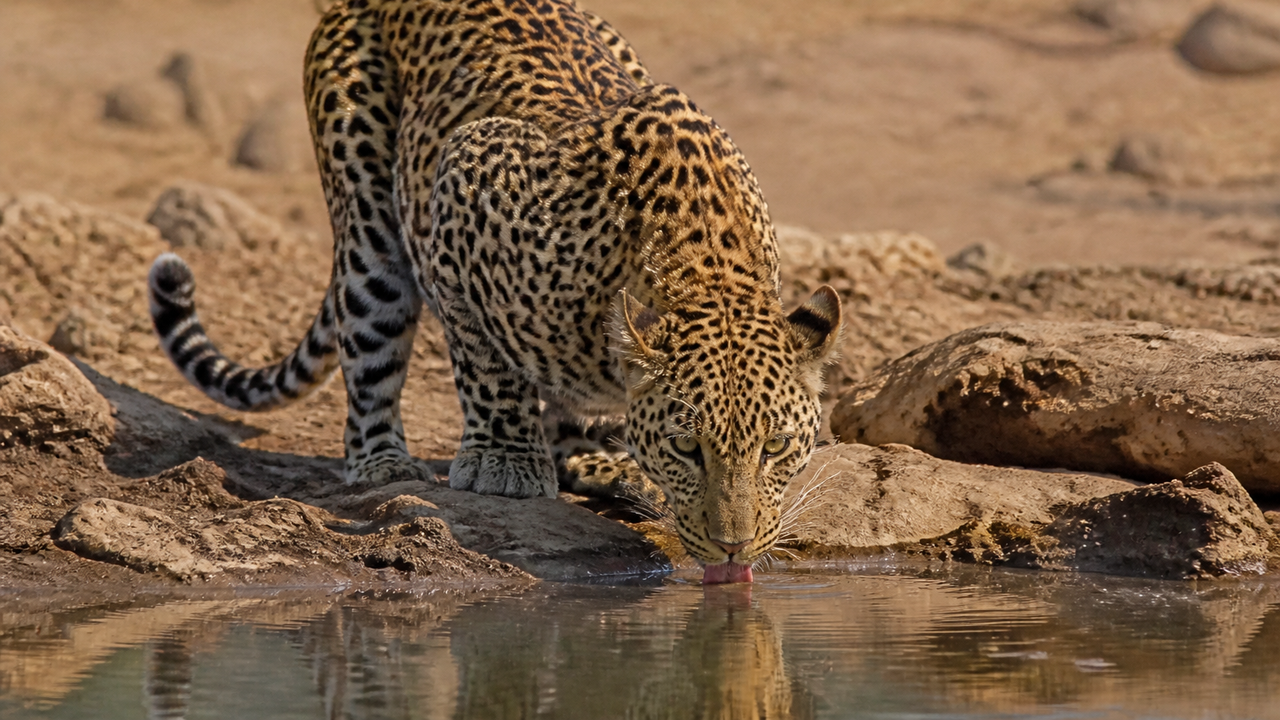 Até o leopardo sabe que é hora de se hidratar
