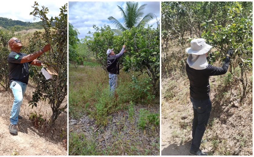 Alagoas assegura a manutenção do status sanitário de área sem ocorrência de Cancro Cítrico