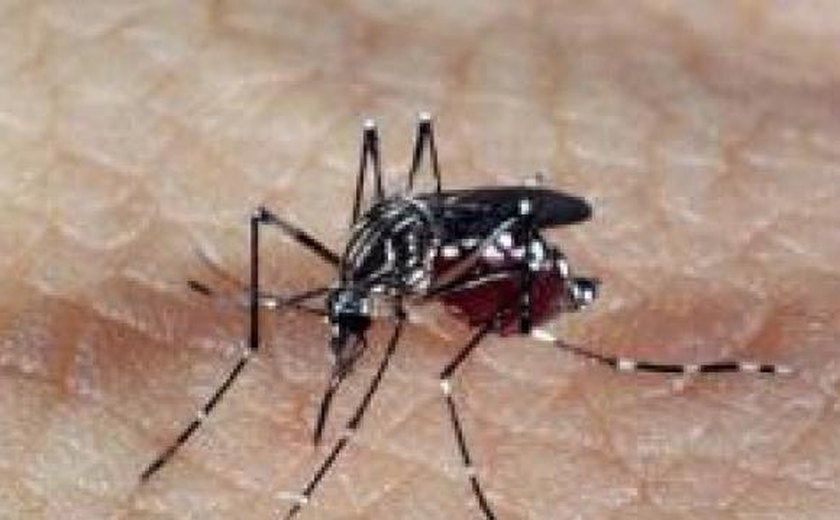 Falta d’água pode contribuir para mais casos de chikungunya, diz professor