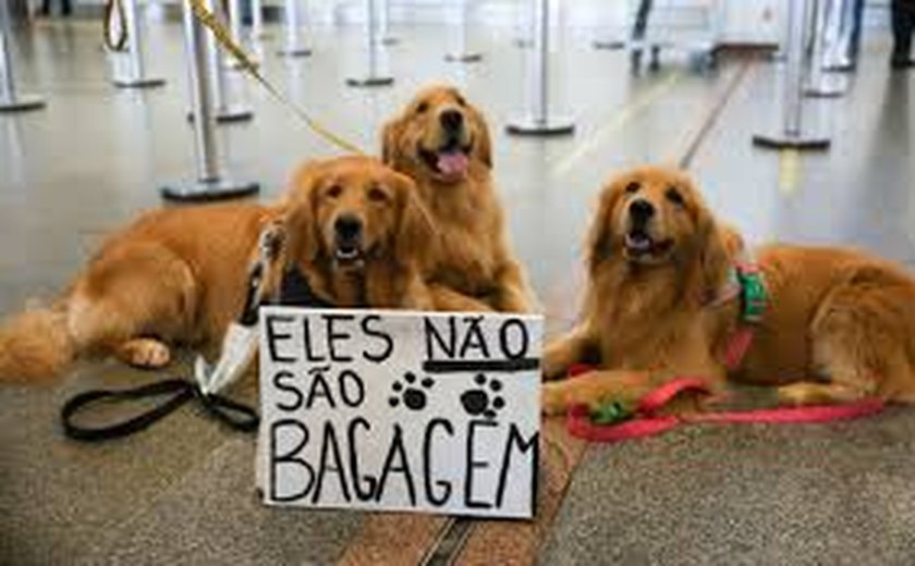 Morte do cão Joca: manifestantes protestam em aeroportos do país