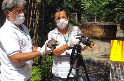 IMA elabora lista com principais espécies da fauna alagoana