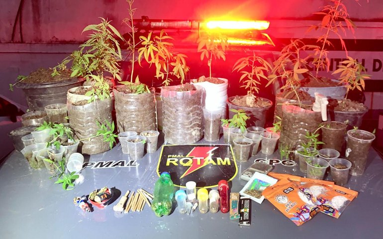 Polícia Militar prende homem e apreende 37 pés de maconha em Satuba