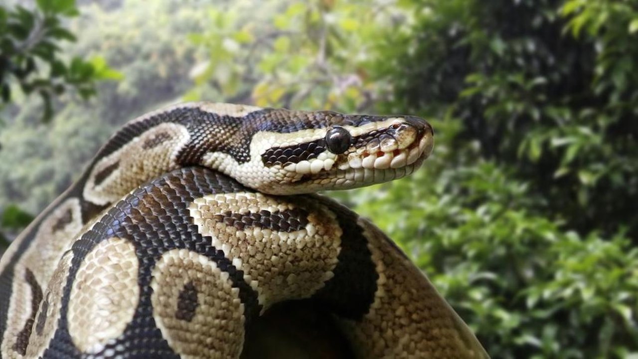 Mulher é encontrada morta dentro de cobra píton