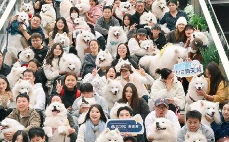 China reúne mais de 100 cães da raça samoieda em encontro repleto de fofura