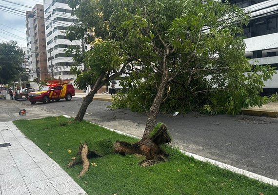 Fortes chuvas e ventania derruba árvores e causa transtornos na capital de Alagoas