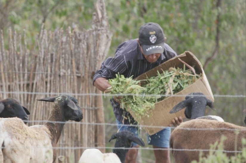Produtores de Batalha e Traipu buscam recurso para melhorias da produção