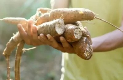 Produtores do Sertão são capacitados sobre cadeia produtiva da mandioca