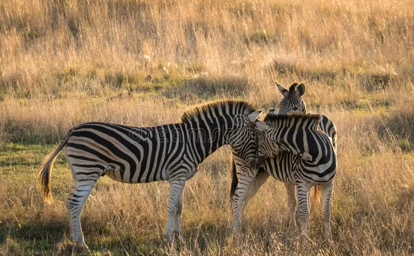 Zebras fugitivas são capturadas por policiais e cowboys nos EUA; uma delas continua foragida