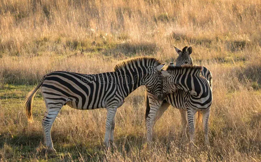 Zebras fugitivas são capturadas por policiais e cowboys nos EUA; uma delas continua foragida