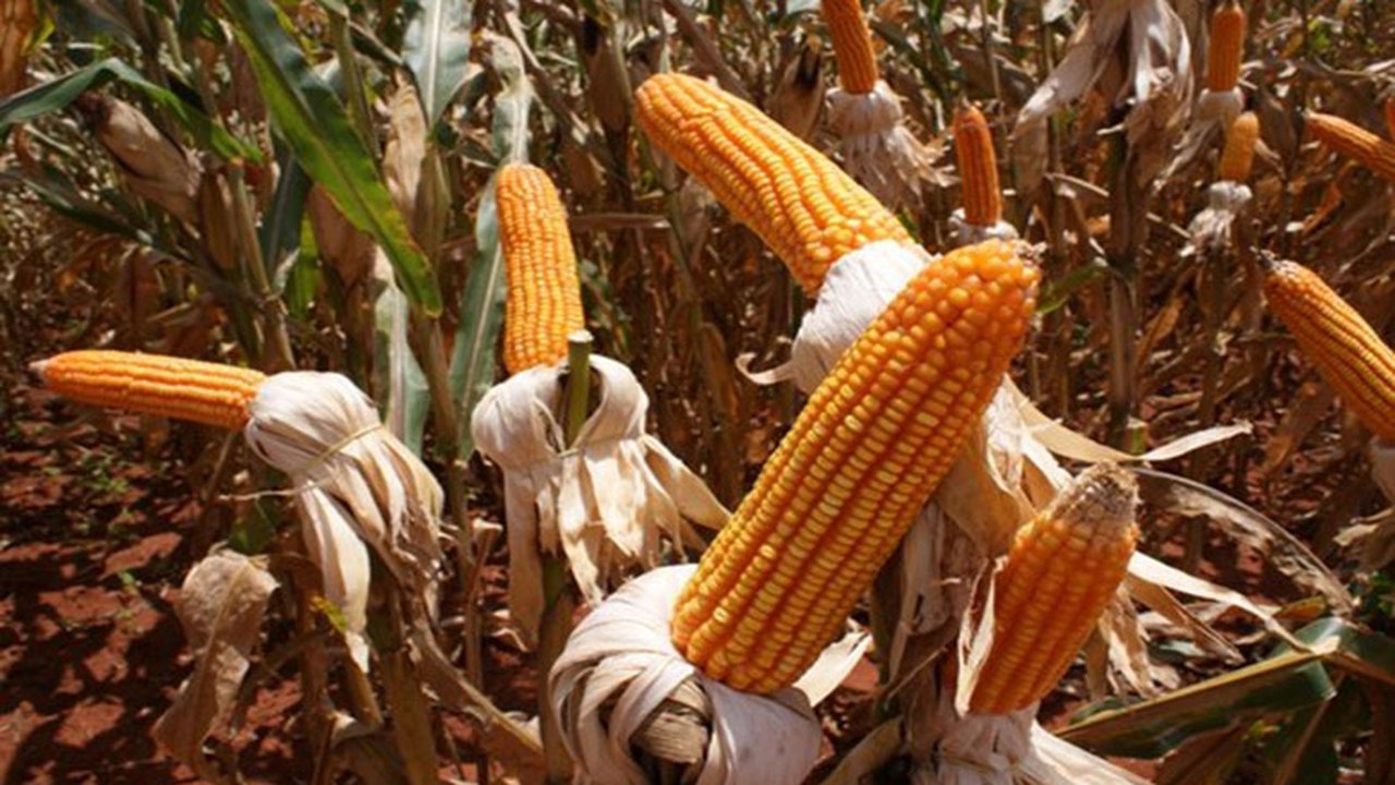 Volume de milho produzido em Alagoas pode triplicar em 2015
