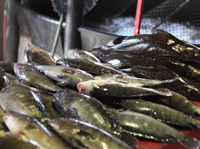 Feira do Peixe Vivo movimenta Mercado Público de Marechal Deodoro