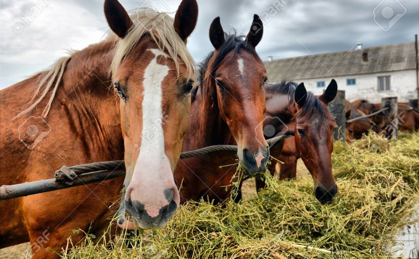 Nutratta admite substância tóxica em ração ligada à morte de quase 800 cavalos